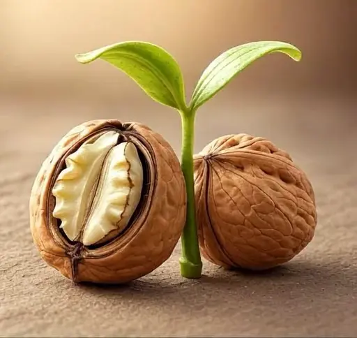 CNUT in Motion 5 image