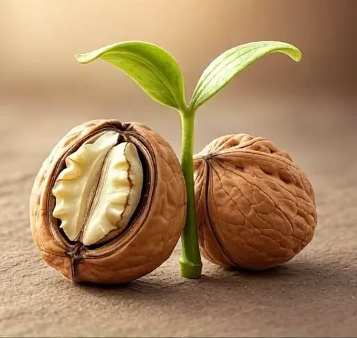 CNUT in Motion 7 image