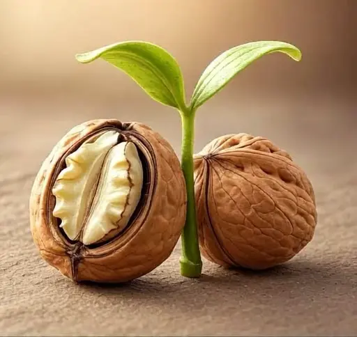 CNUT in Motion 1 image