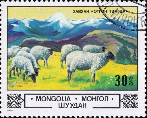 Domestic Sheep (Ovis ammon aries) in the Highlands, Mi:MN 1507 image
