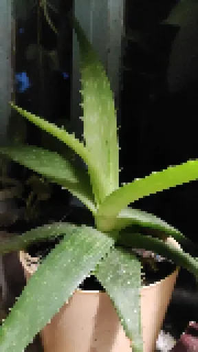 12 Pixels - Plant (b838df32-0ced-4a48-99d6-fb006296a698) image