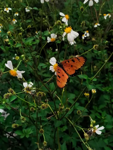 Butterfly Era image